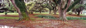 Oak Trees Panorama, Louisiana