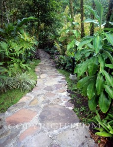 Pathway #1, Costa Rica 04
