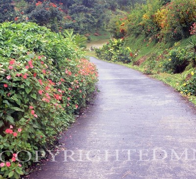 Pathway #3, Costa Rica 04