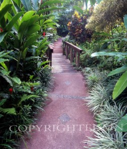 Pathway #5, Costa Rica 04