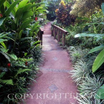 Pathway #5, Costa Rica 04