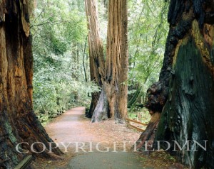 Pathway To Muir Woods, California