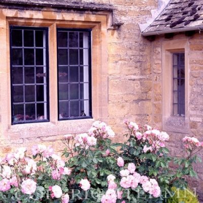 Pink Roses In The Cotswold, England