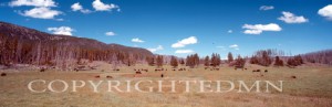 Plain & Cattle, Wyoming 95