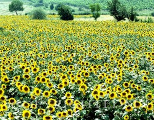Sunflower Field, Rome, Italy