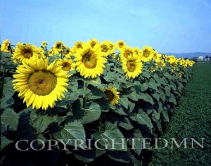 Sunflowers Sentinnels, Rome, Italy