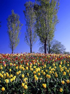 Trees & Tulips, Holland, Michigan