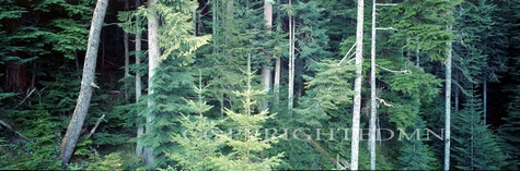 Trees At Olympic National Park, Washington
