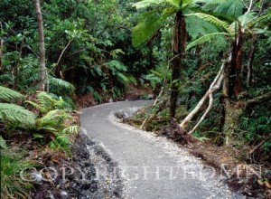 Tropical Path, New Zealand 98