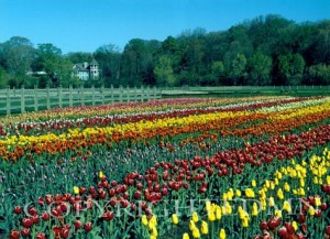 Tulip Festival #2, Holland, Michigan