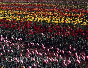 Tulip Festival, Holland, Michigan