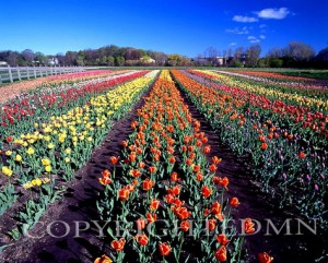 Tulip Garden, Holland, Michigan