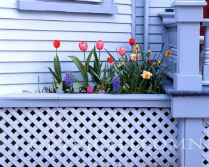 Tulips & Lattice, Newport, Rhode Island 03