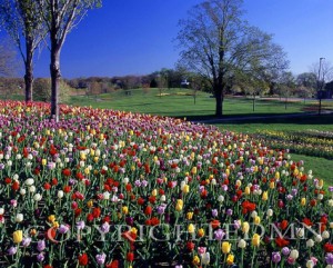 Tulips In The Landscape, Holland, Michigan