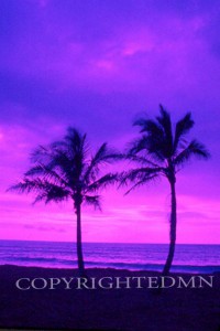 Two Hawaiian Palms, Hawaii