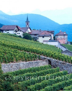 Vineyards #1, Epesses, Switzerland