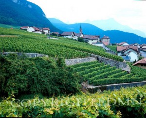Vineyards #3, Epesses, Switzerland