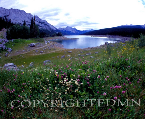 Medicine Lake And Flowers, Canadian Rockies 06 - Color