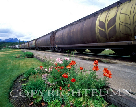 Train And Flowers, Canadian Rockies 06 - Color