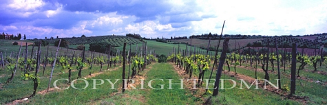 Vineyard Panorama, Italy 06 - Color
