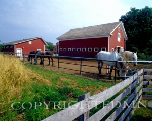 Horses At The Farm #1, Michigan 06 - Color