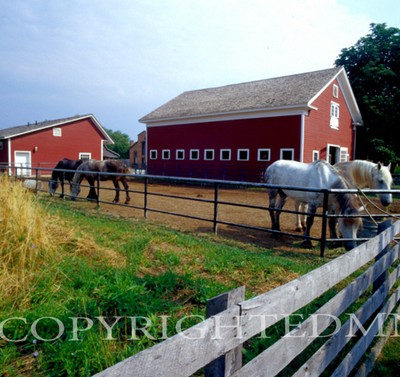 Horses At The Farm #1, Michigan 06 - Color