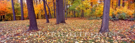 Trees And Fallen Leaves Panorama, Michigan 06 - Color