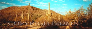 Cacti & Brush #2, Arizona