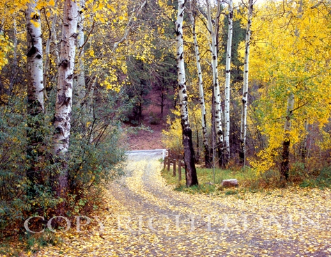 Birch Tree Drive,Sante Fe, New Mexico 06 - Color