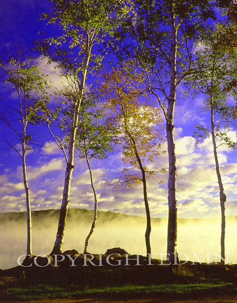 Birch Trees & Mist, Negaunee, Michigan - Color