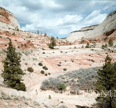 Canyon & Trees, West - Color