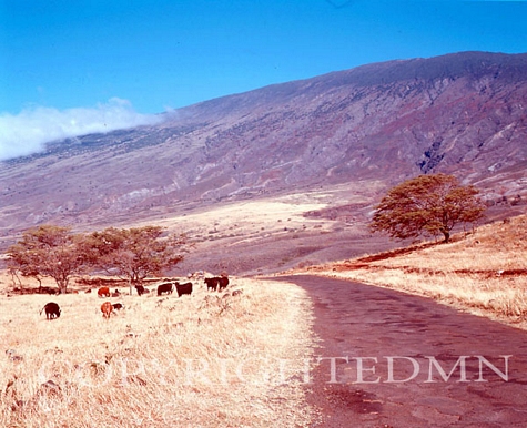 Cattle, Hawaii - Color