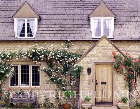 Cottage With Rose Vines, England – Color