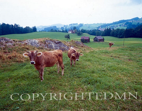 Cows, Buhler, Switzerland - Color