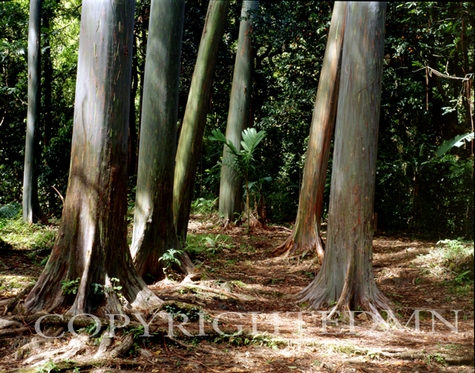 Eucalyptus Trees Along Hanna Dr., Maui, Hawaii - Color