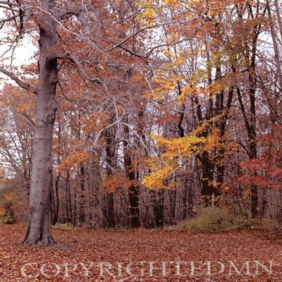 Fall Foliage #3, Michigan - Color