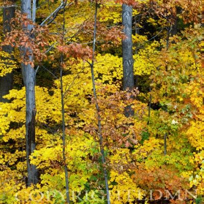 Fall Foliage, Michigan - Color