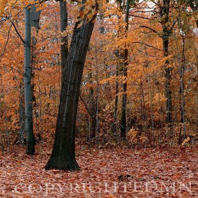 Fall Foliage #2, Michigan - Color