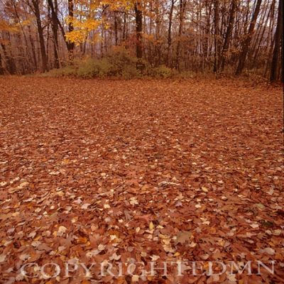 Fall Leaves #1, Michigan - Color