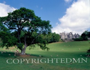 Chateau & Tree, Wales 89
