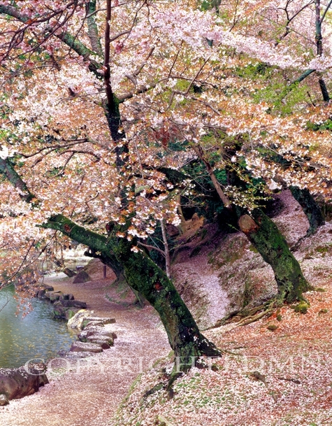 Cherry Blossom Lane, Nara, Japan 05