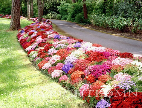 Flowers Along The Road, Butchart Gardens, Canada - Color