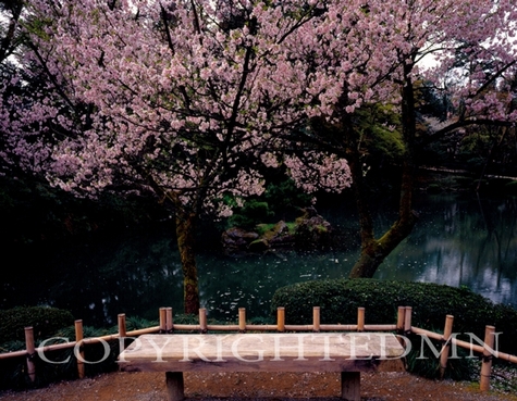 Cherry Blossom Tree & Bench, Kanazawa, Japan 05