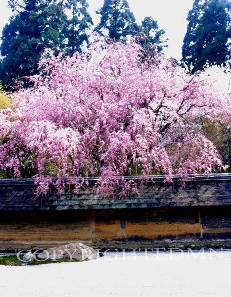 Cherry Blossom Tree & Canal, Kyoto, Japan 05