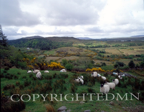 Grazing Sheep, Ireland 92 - Color