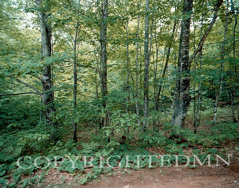 Green Trees, Michigan 97 - Color