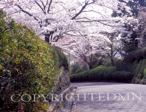 Cherry Blossom Tree & Hedge, Kyoto, Japan 05