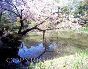 Cherry Blossom Tree & Pond #1, Kyoto, Japan 05