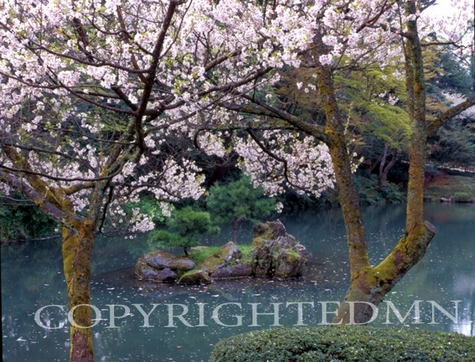 Cherry Blossom Tree & Pond #2, Kanazawa, Japan 05