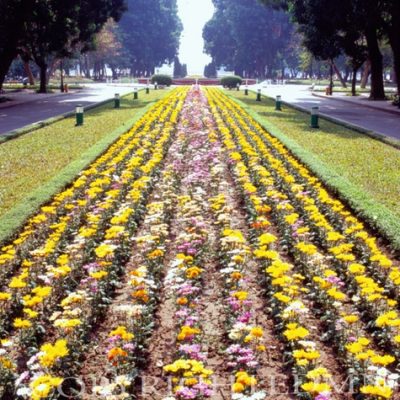 Row Of Flowers #1, Vietnam 07 - Color